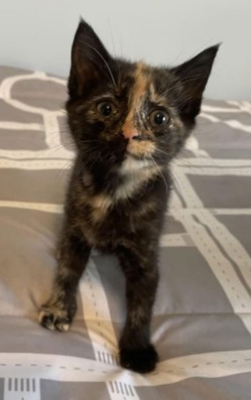 Woodchip - Not at the Shelter