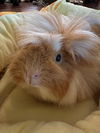 Hazel (GP): Not At the Shelter