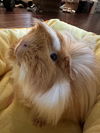 Hazel (GP): Not At the Shelter