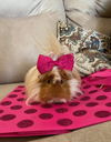 Hazel (GP): Not At the Shelter