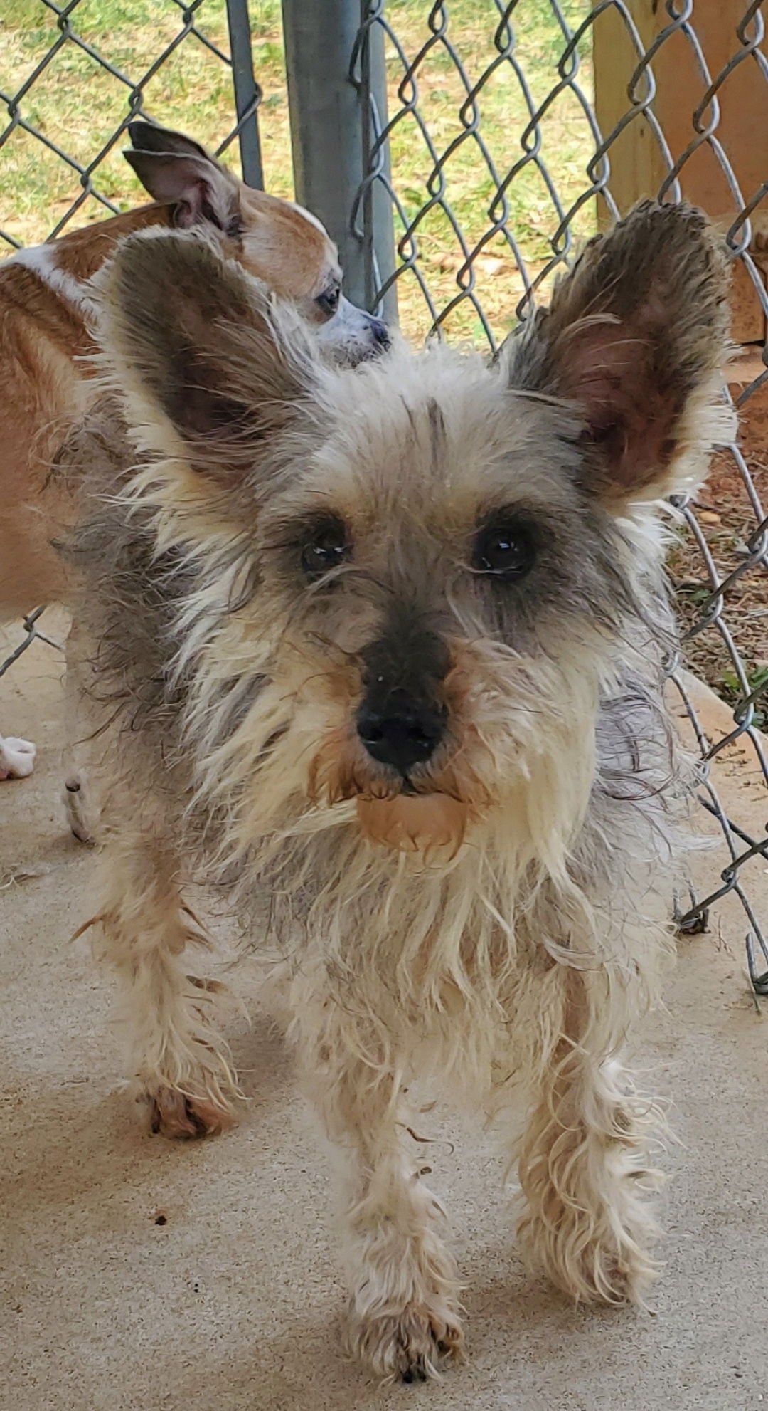 dog-for-adoption-pancake-at-the-shelter-a-yorkshire-terrier-yorkie