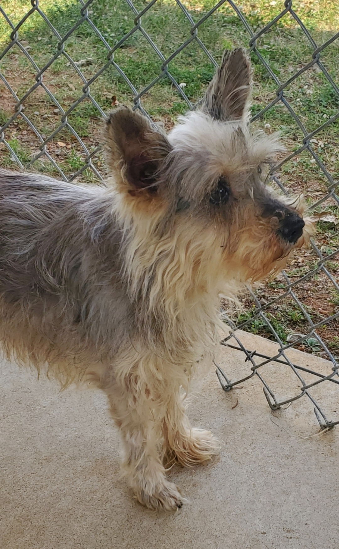 dog-for-adoption-pancake-at-the-shelter-a-yorkshire-terrier-yorkie