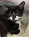 Winston - At the Shelter