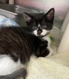 Winston - At the Shelter