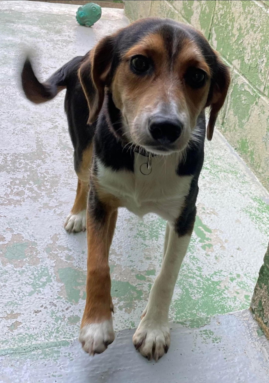 dog-for-adoption-trigger-at-the-shelter-a-beagle-in-rocky-mount