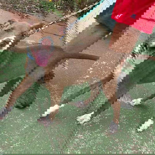 Cayenne - At the Shelter