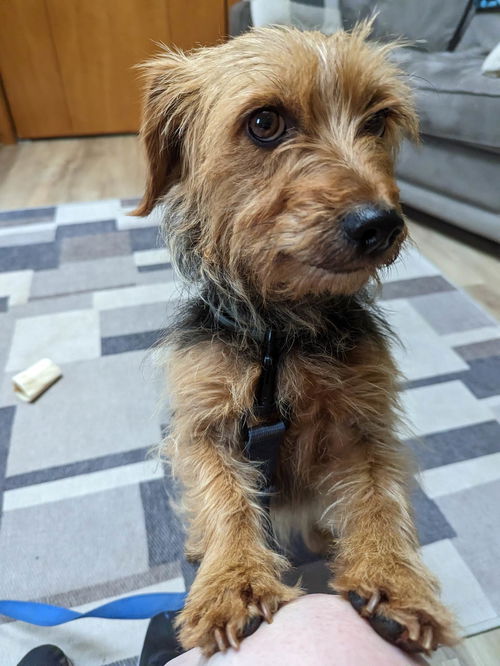 Scarlett: Not at the shelter: Courtesy post