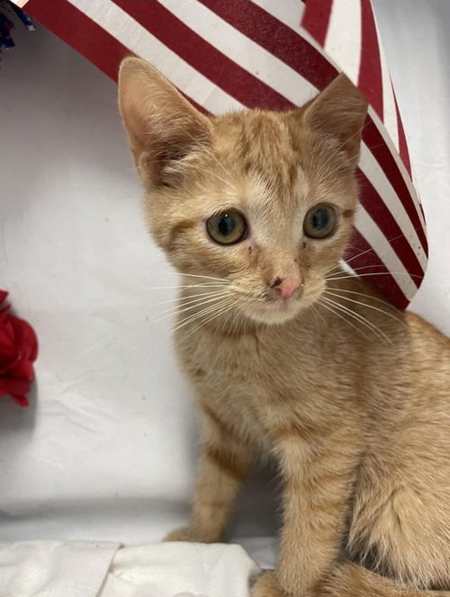 Adair: Visit at Petsmart in Lynchburg