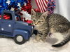 Scream Bean: Not At the Shelter