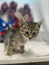 Scream Bean: Not At the Shelter
