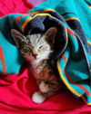 Scream Bean: Not At the Shelter