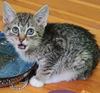 Scream Bean: Not At the Shelter
