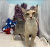 Lady Grey: Visit at Lynchburg Petsmart