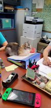 Lady Grey: Visit at Lynchburg Petsmart