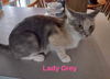 Lady Grey: Visit at Lynchburg Petsmart