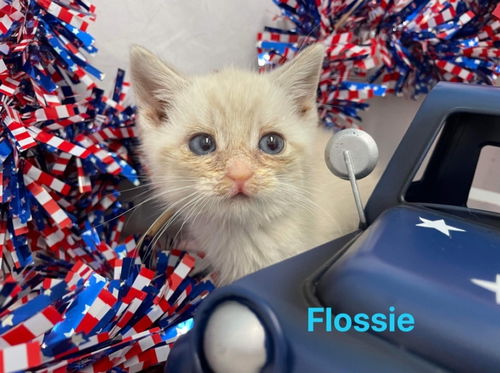 Flossie - At the Shelter