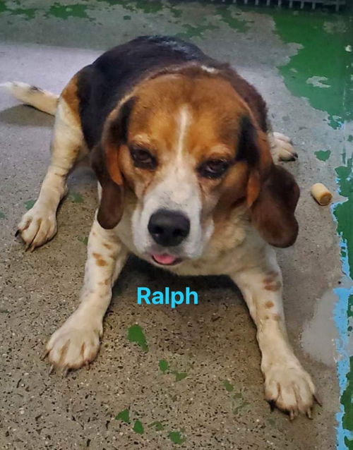 Ralph: Not At the Shelter