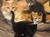 Elmer Richmond: Visit At Petsmart Lynchburg