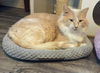 Elmer Richmond: Visit At Petsmart Lynchburg