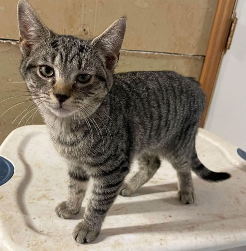 Wolfie - Not at the Shelter
