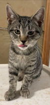 Wolfie - Not at the Shelter