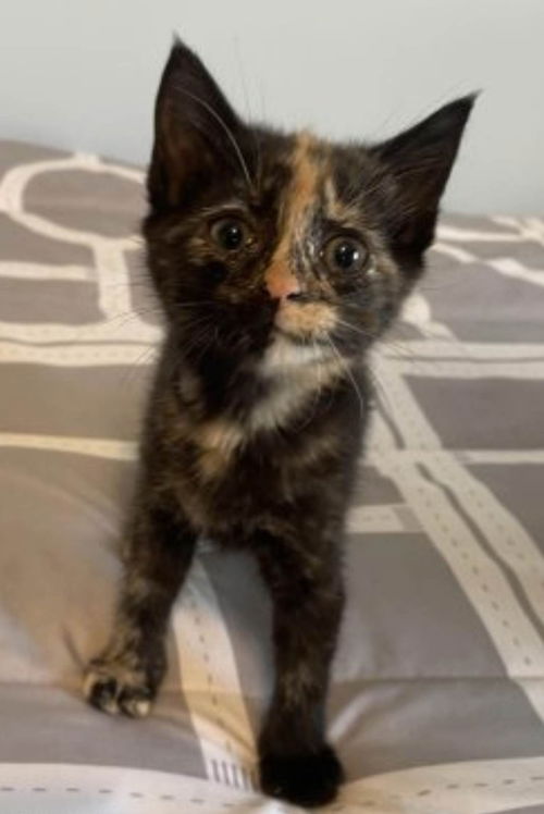 Woodchip - Not at the Shelter
