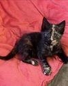 Woodchip - Not at the Shelter