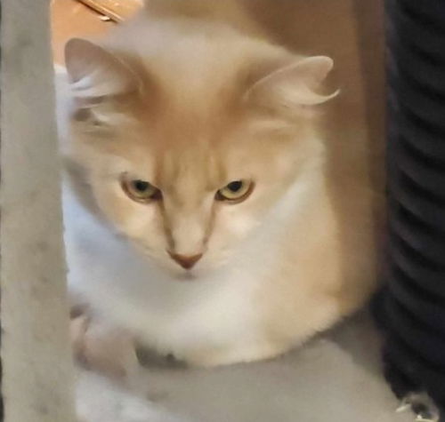 Shasta: Not At the Shelter