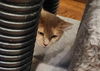 Shasta: Not At the Shelter