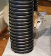 Shasta: Not At the Shelter