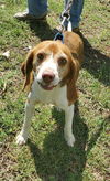 Cassie: Not At the Shelter