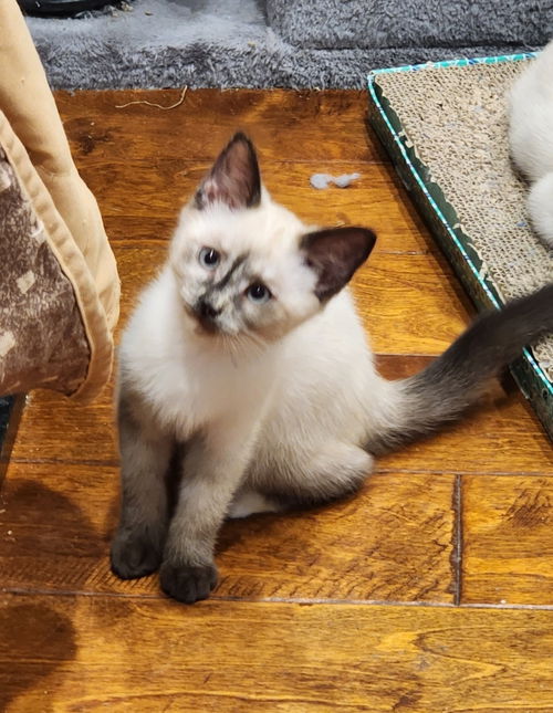 Lucy - Not at the Shelter