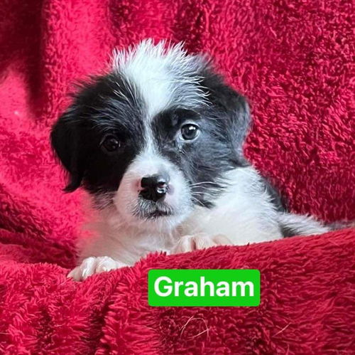 Graham: Not At the Shelter