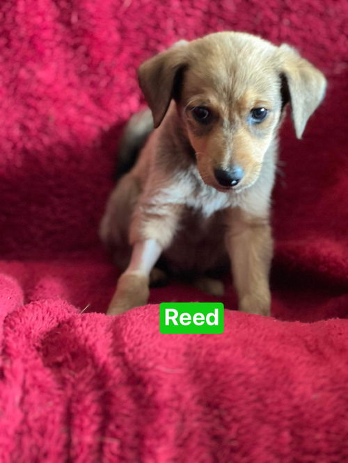 Reed - Not at the Shelter