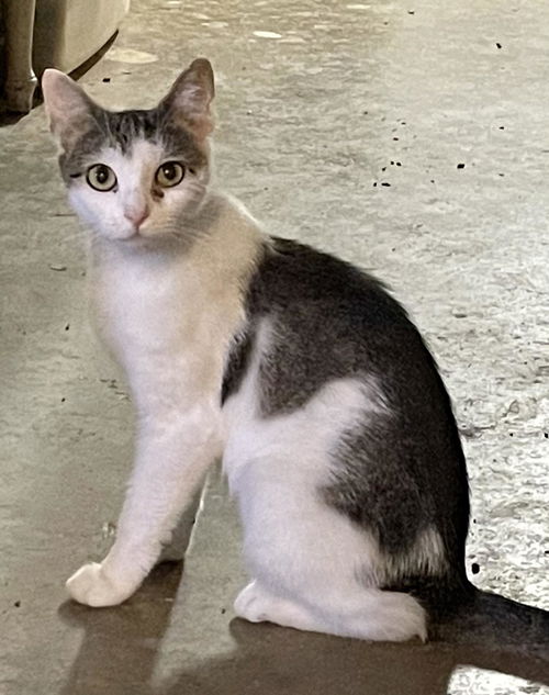 Shallan: Visit at Petsmart in Lynchburg