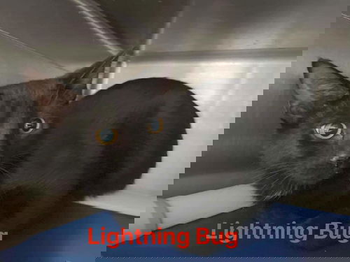 Lightning Bug: at the shelter
