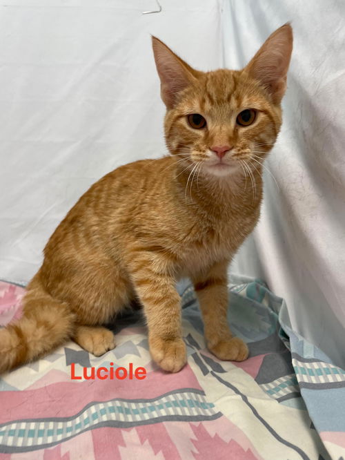 Luciole: At the Shelter