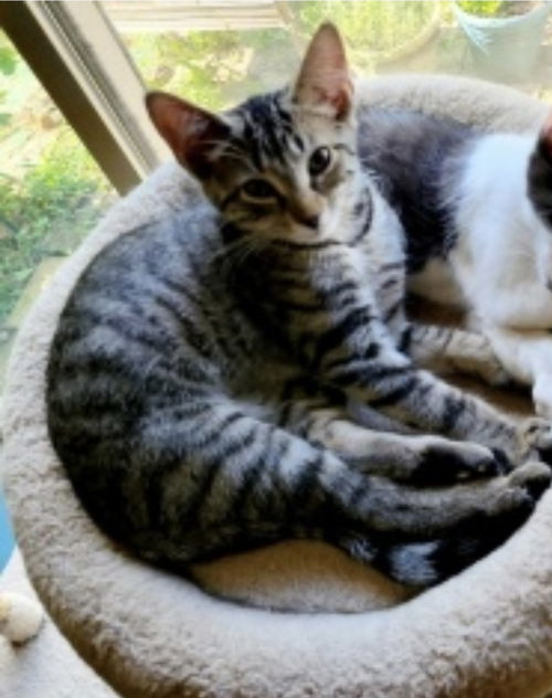 Amy: Not at the Shelter