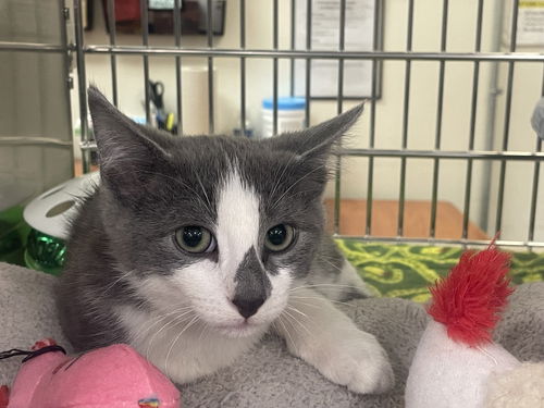 Blueberry (Aengus): Visit at Petsmart