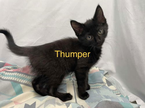 Thumper: At the Shelter