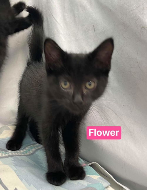 Flower:  Not at shelter