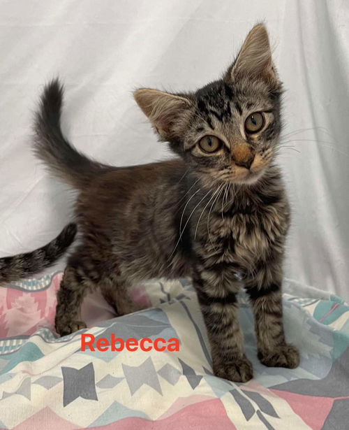 Rebecca: Not At the shelter