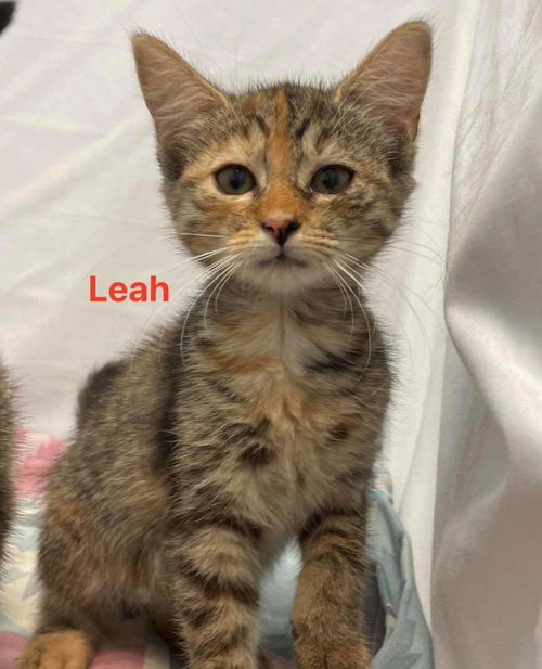 Leah a Church Lady: At the Shelter