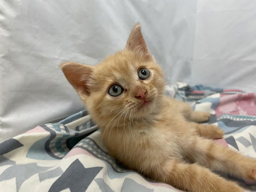 Orange Fluff: Not At the Shelter