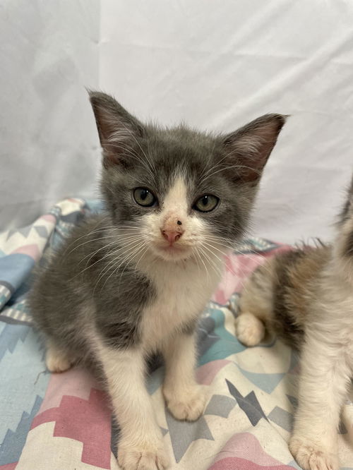 Gray and White Fluff - Not At the Shelter