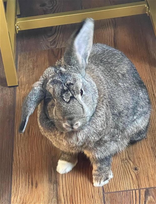 CJ Bunny: Not at the Shelter