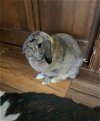 CJ Bunny: Not at the Shelter