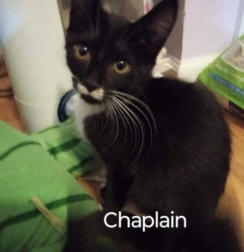 Chaplain: visit him at Lynchburg Petsmart