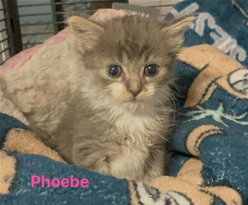 Phoebe - Not at shelter
