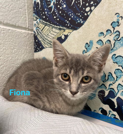 Fiona: Not at the shelter.